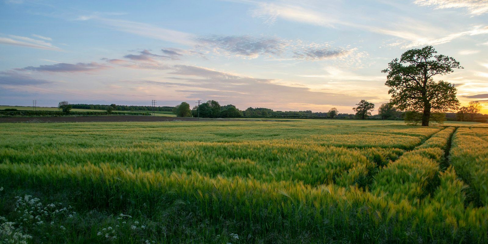 A green field with a lone tree at dusk.