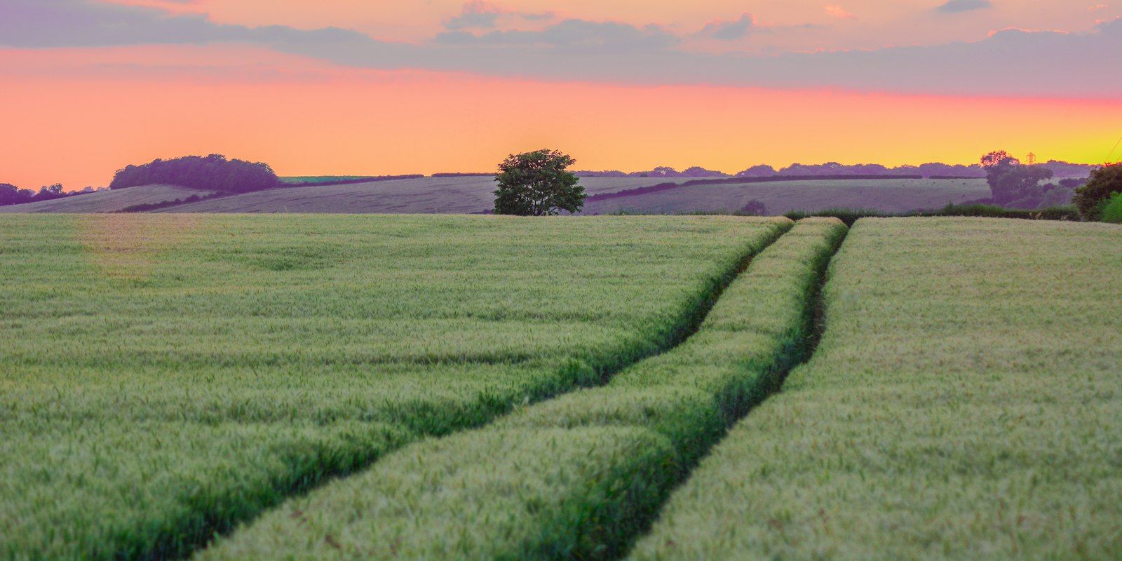 Two tractor tracks running side by side through a green field at sunset.