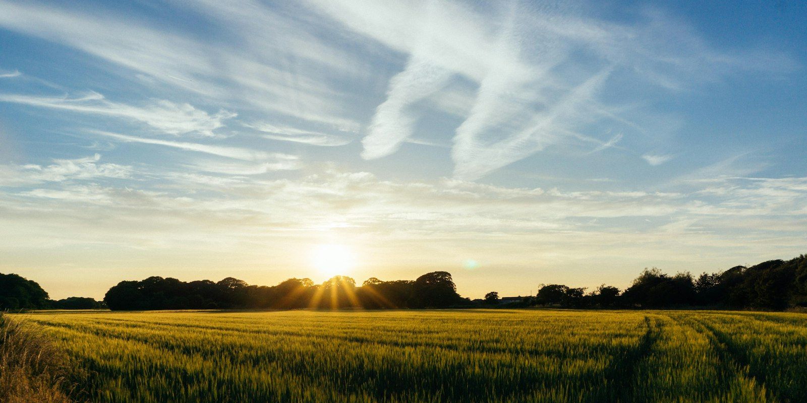 A wheat field at sunset under a wide sky streaked with clouds.