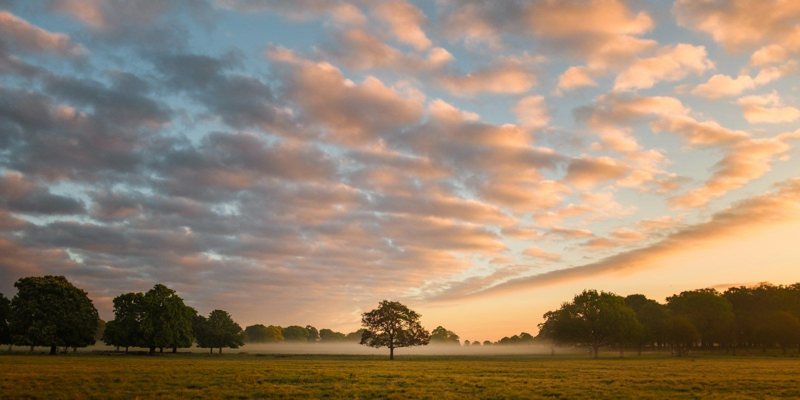 An open field at dawn with mist under the trees and a pink sky.